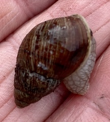 Bothriembryon brazieri