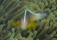 Skunk Clownfish photo 4