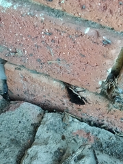 Drymaplaneta communis