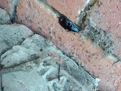 Drymaplaneta communis