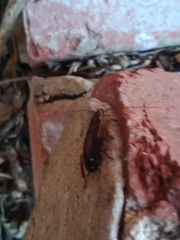 Drymaplaneta communis