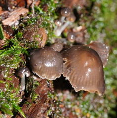 Mycena tuvara