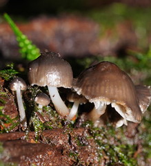 Mycena tuvara