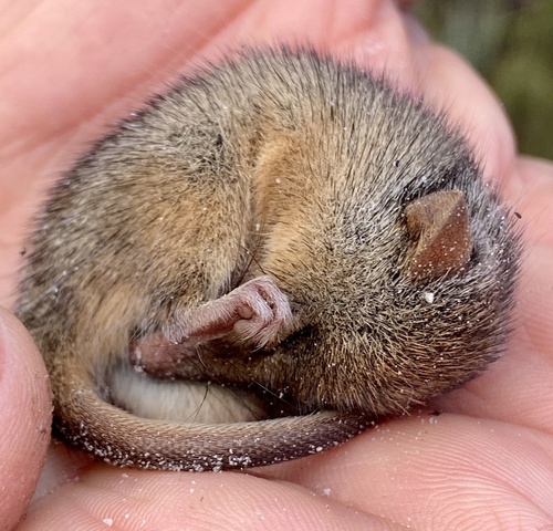 Honey Possum