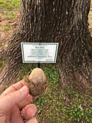 Quercus macrocarpa