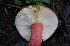 Russula purpureoflava