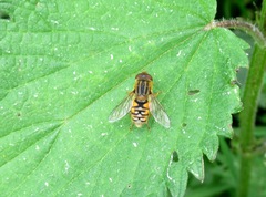 Parhelophilus versicolor