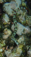 Corythoichthys flavofasciatus