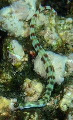 Corythoichthys flavofasciatus