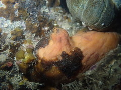 Cnemidocarpa bicornuta