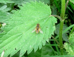 Parhelophilus versicolor