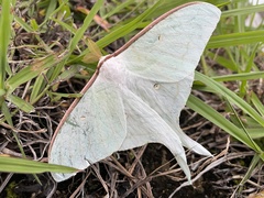 Actias aliena