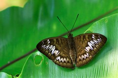 Tanaecia pelea