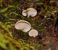 Panellus luxfilamentus