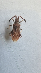 Coriomeris denticulatus