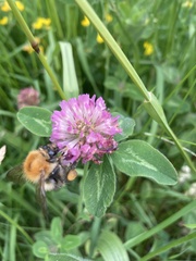 Bombus pascuorum