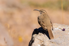 Upucerthia dumetaria