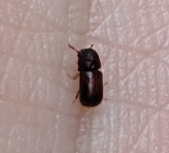 Dinoderus piceolus