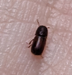 Dinoderus piceolus