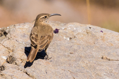 Upucerthia dumetaria