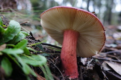 Russula purpureoflava