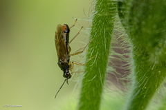 Dicyphus globulifer