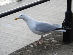 Larus argentatus