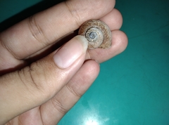 Cyclophorus martensianus