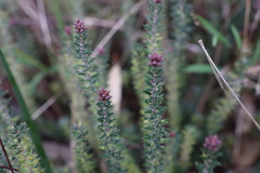 Acrotriche serrulata