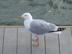 Larus argentatus