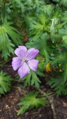 Geranium palustre