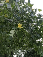 Liriodendron tulipifera