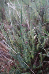 Acrotriche serrulata