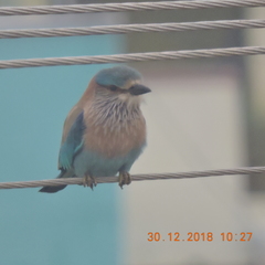 Coracias benghalensis