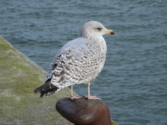 Larus argentatus