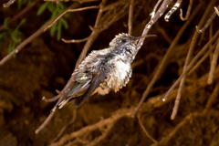 Oreotrochilus leucopleurus