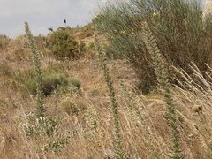 Echium boissieri