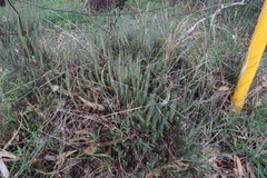 Acrotriche serrulata