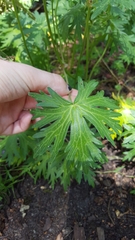 Geranium palustre