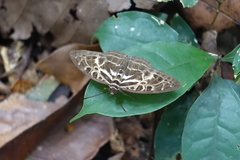 Catuna angustatum