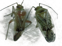 Diomocoris