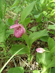 Cypripedium