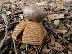 Myriostoma australianum