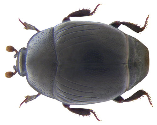 Gnathoncus nannetensis