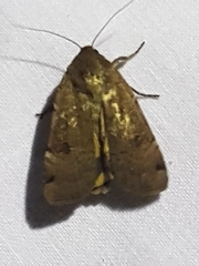 Noctua orbona
