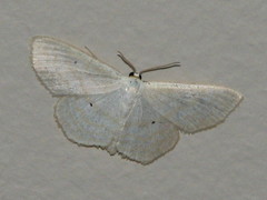 Scopula immutata