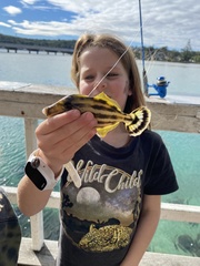 Meuschenia trachylepis