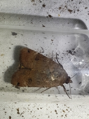 Noctua orbona