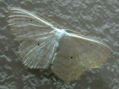 Scopula immutata