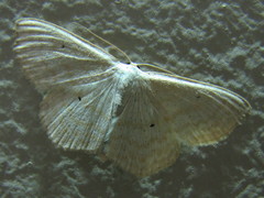 Scopula immutata